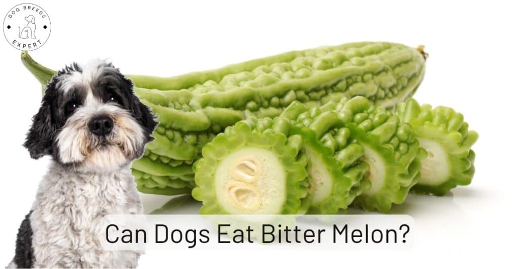 Can Dogs Eat Bitter Melon