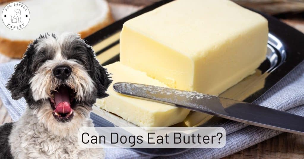 Can Dogs Eat Butter