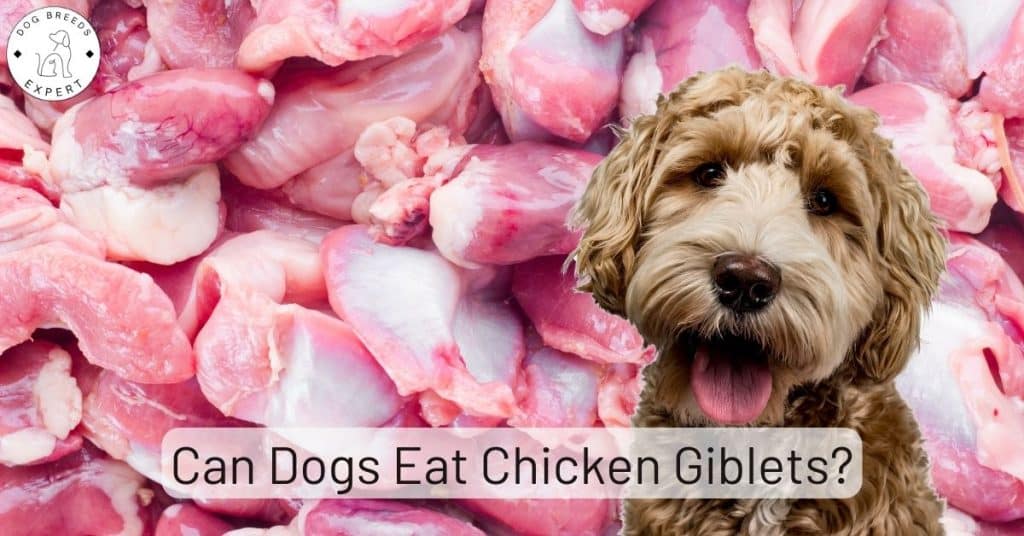 Can Dogs Eat Chicken Giblets?