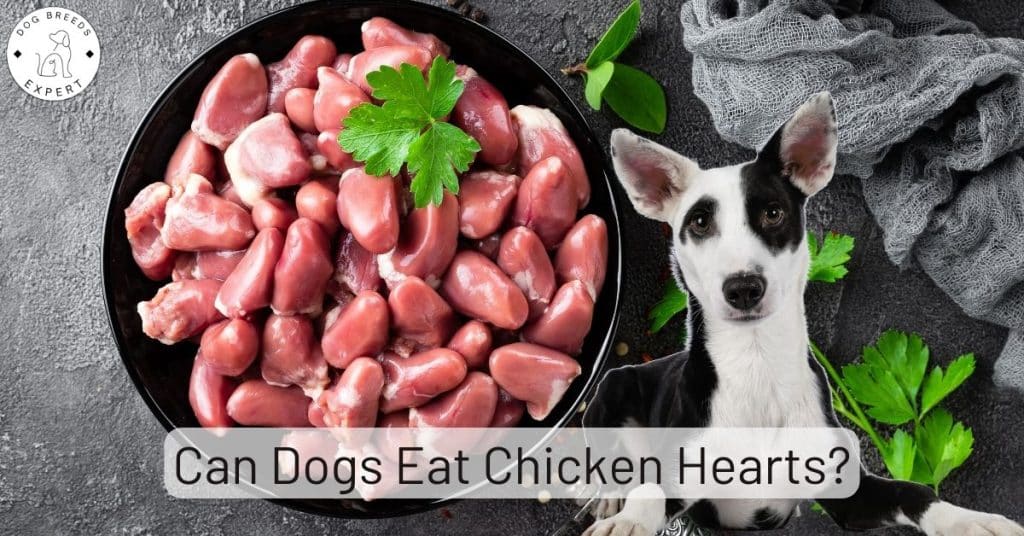 Can Dogs Eat Chicken Hearts