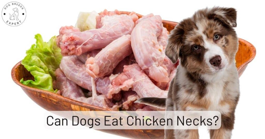 Can Dogs Eat Chicken Necks