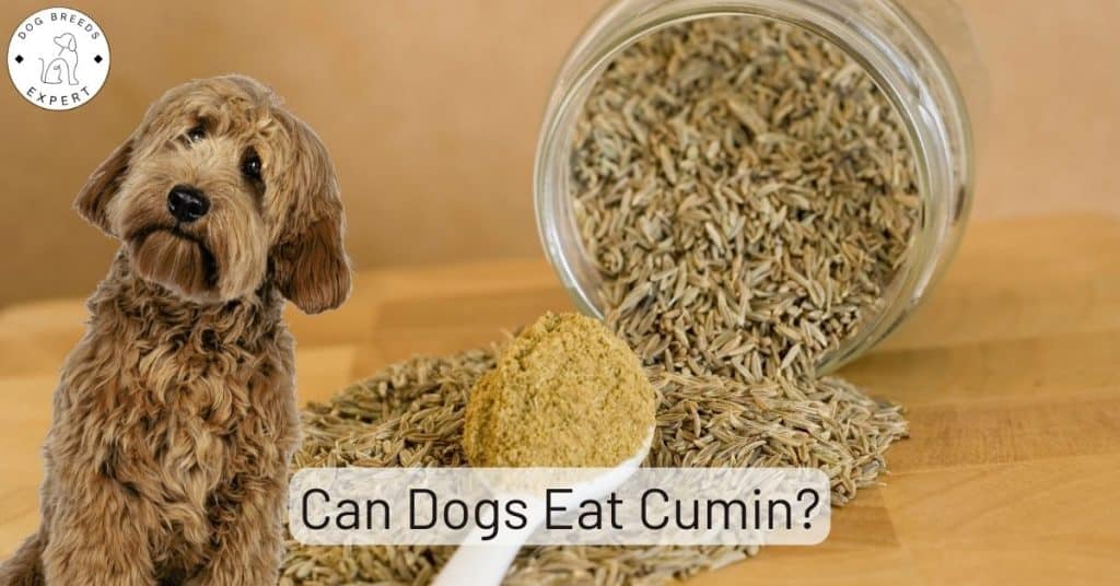 Can Dogs Eat Cumin