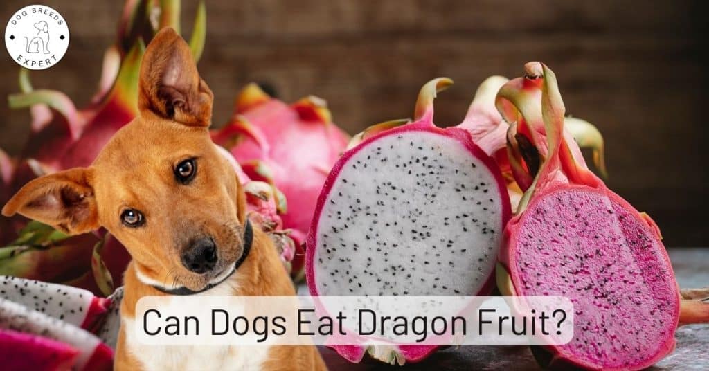 Can Dogs Eat Dragon Fruit