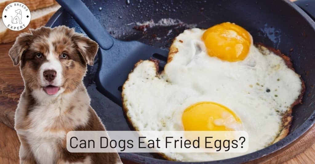 Can Dogs Eat Fried Eggs