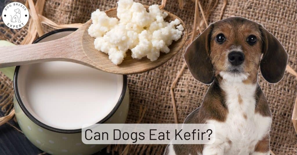 Can Dogs Eat Kefir