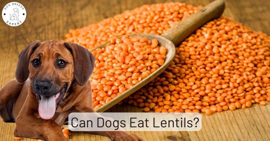Can Dogs Eat Lentils