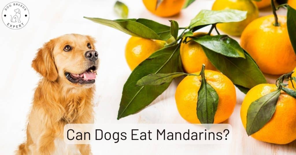 Can Dogs Eat Mandarins