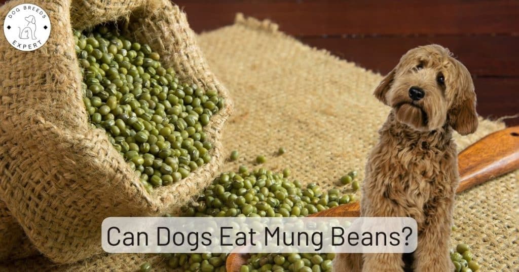 Can Dogs Eat Mung Beans