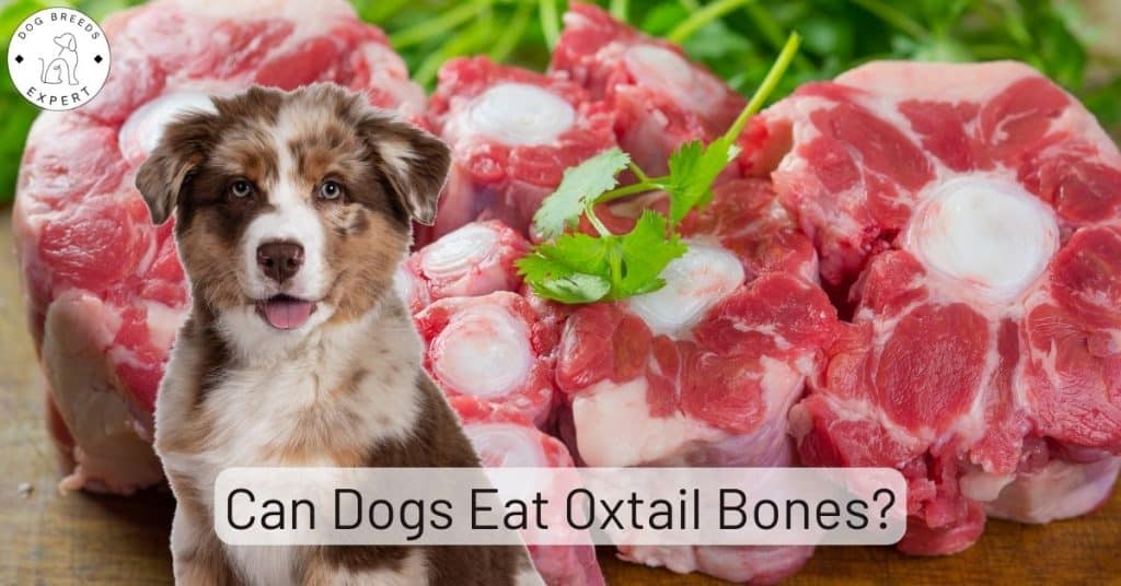 Can Dogs Eat Oxtail Bones