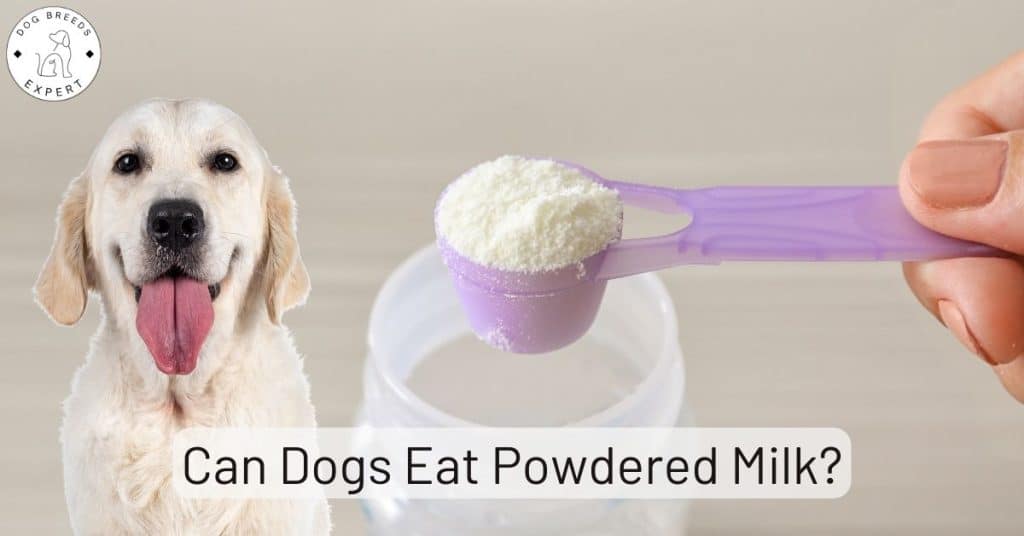 Can Dogs Eat Powdered Milk