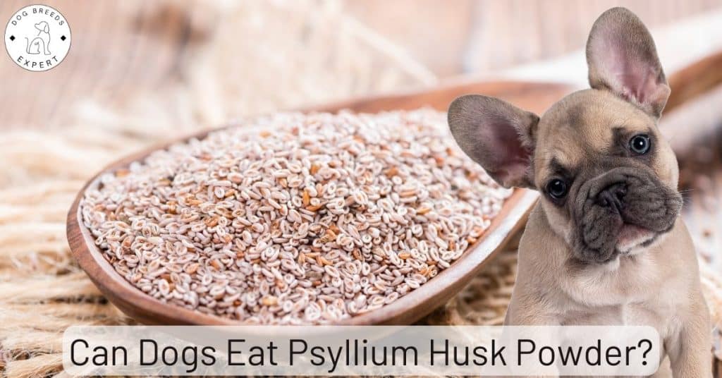 Can Dogs Eat Psyllium Husk Powder
