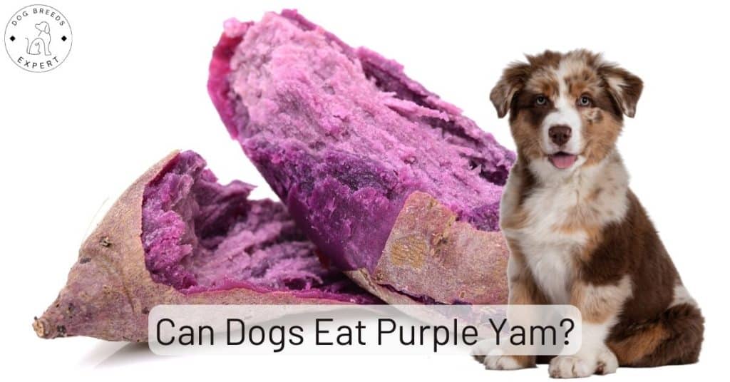 Can Dogs Eat Purple Yam