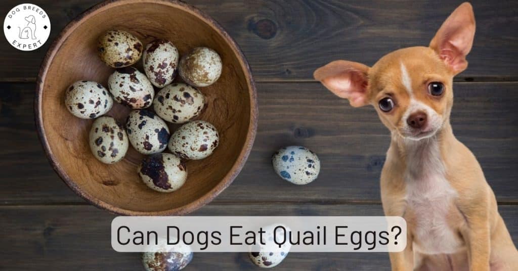 Can Dogs Eat Quail Eggs