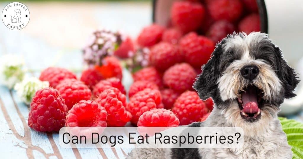 Can Dogs Eat Raspberries