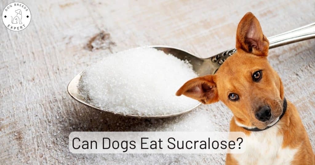 Can Dogs Eat Sucralose