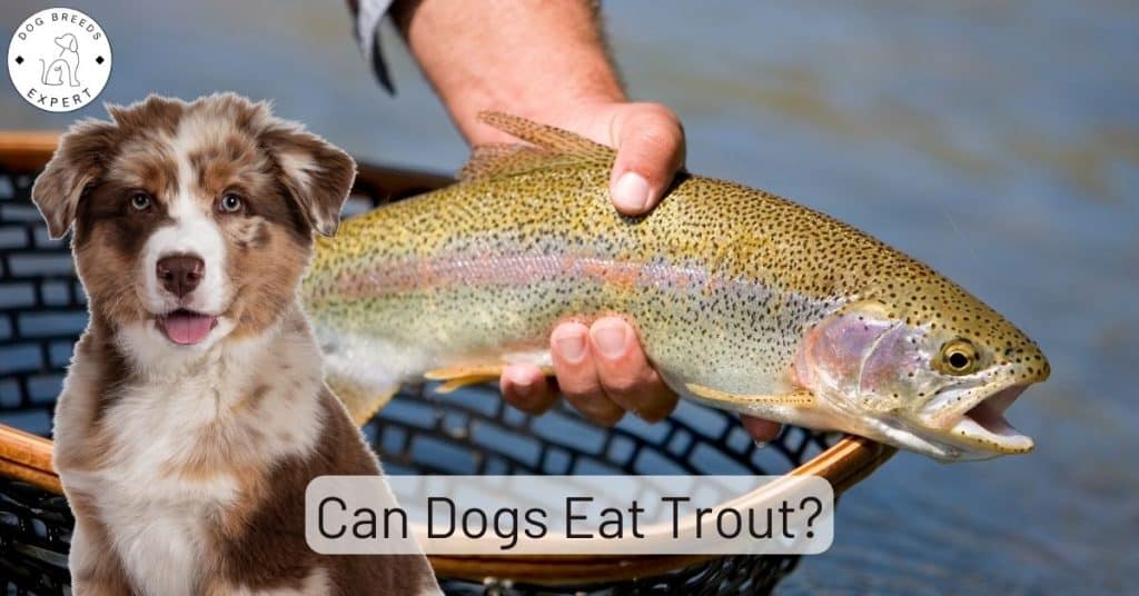 Can Dogs Eat Trout