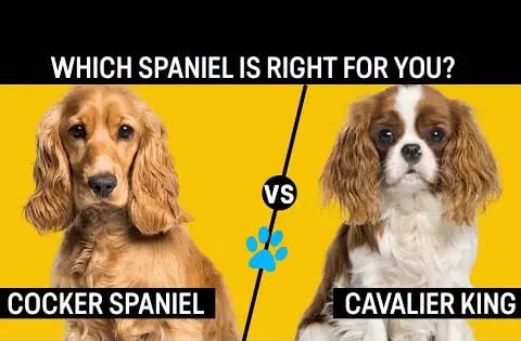Cavalier King Charles Spaniel vs Cocker Spaniel