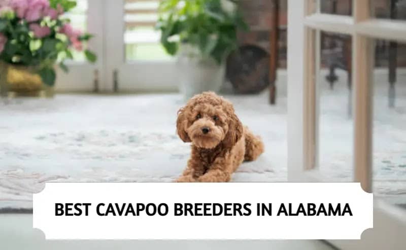 Cavapoo Breeders in Alabama