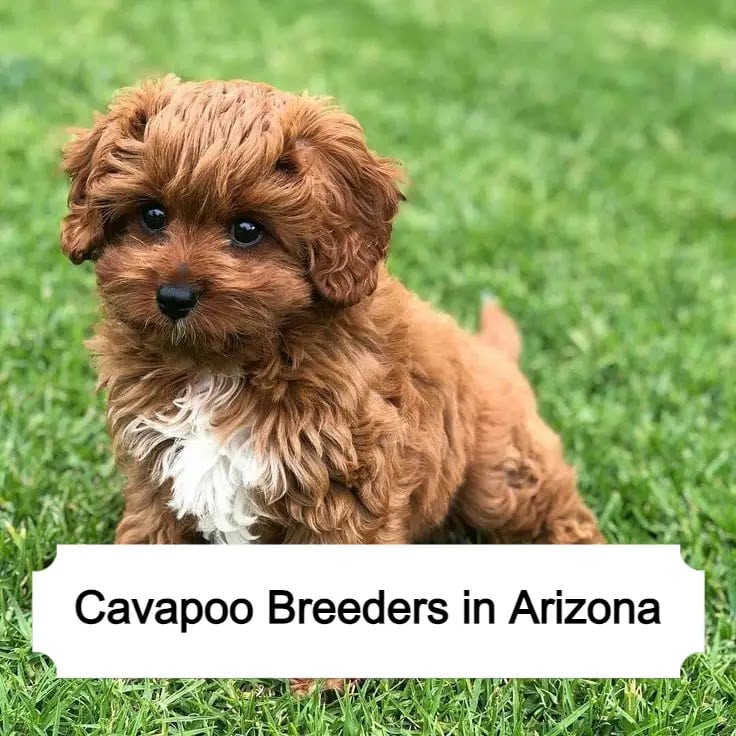 Cavapoo Breeders in Arizona