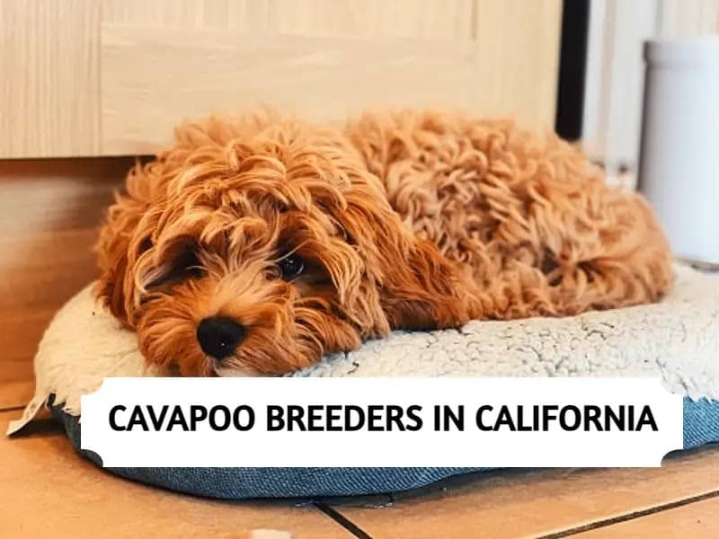 Cavapoo Breeders in California
