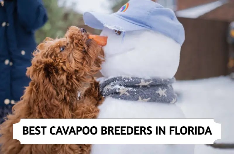 Cavapoo Breeders in Florida