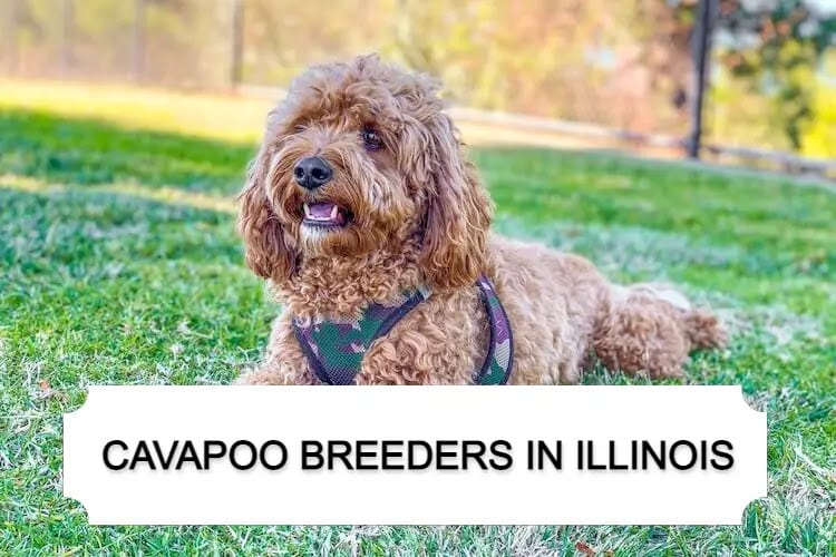 Cavapoo Breeders in Illinois