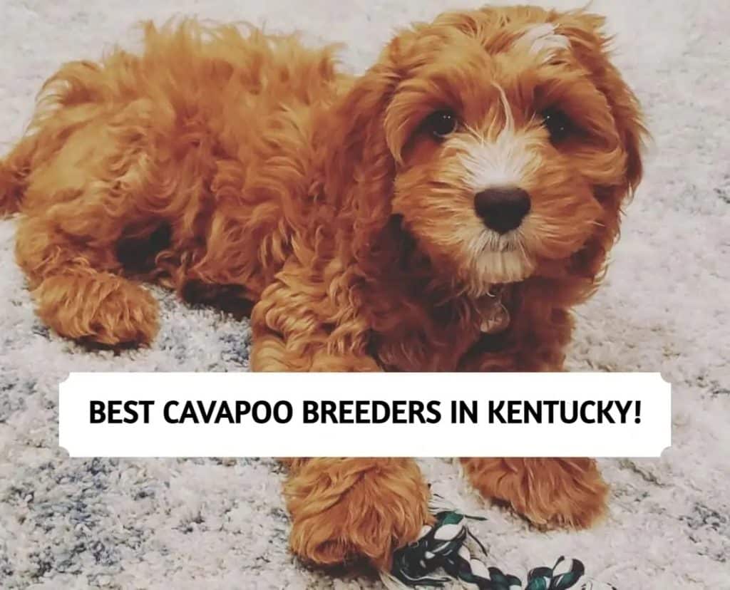 Cavapoo Breeders in Kentucky