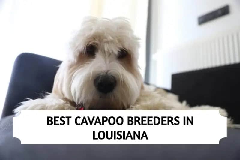 Cavapoo Breeders in Louisiana