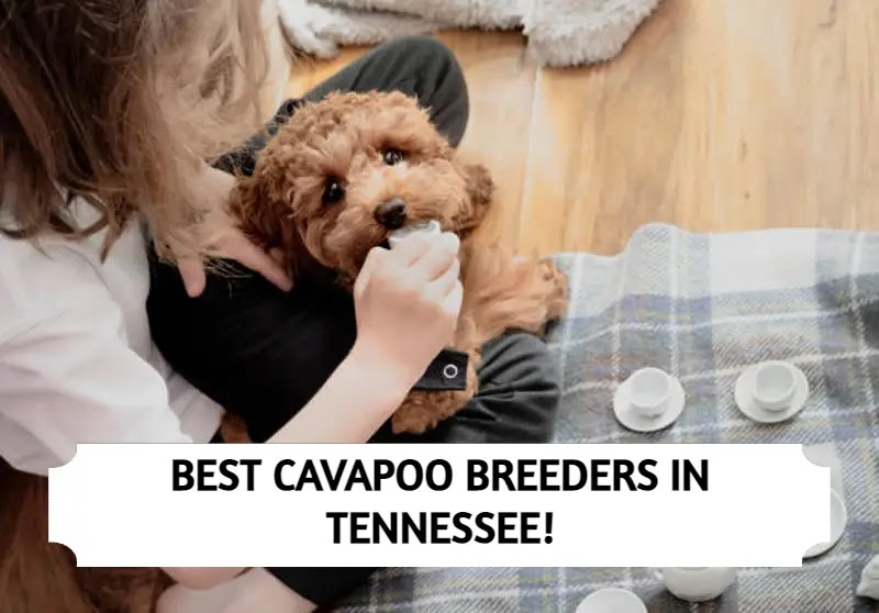 Cavapoo Breeders in Tennessee
