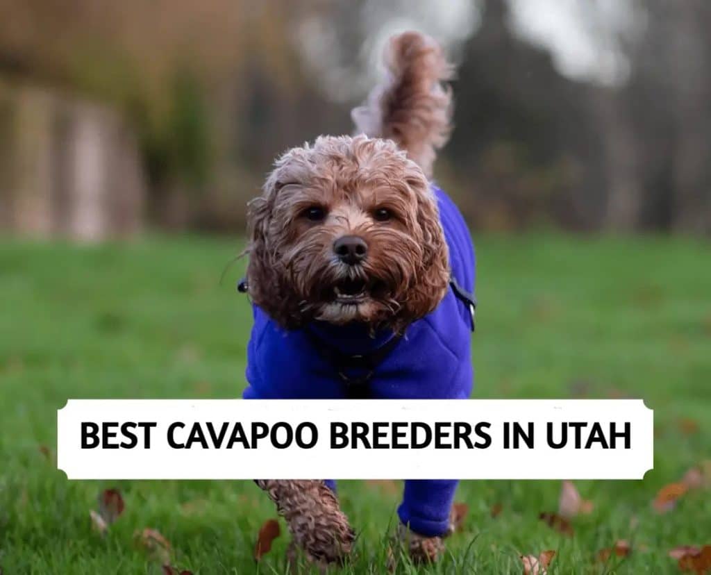 Cavapoo Breeders in Utah