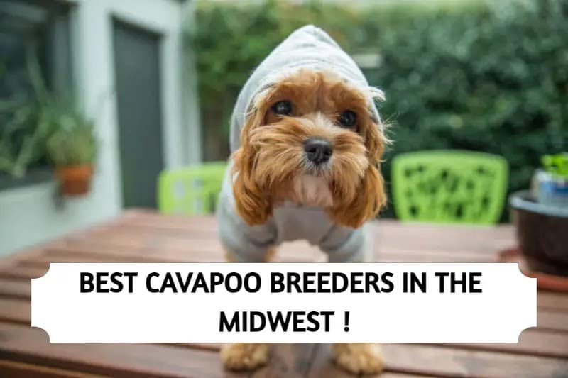 Cavapoo Breeders in the Midwest