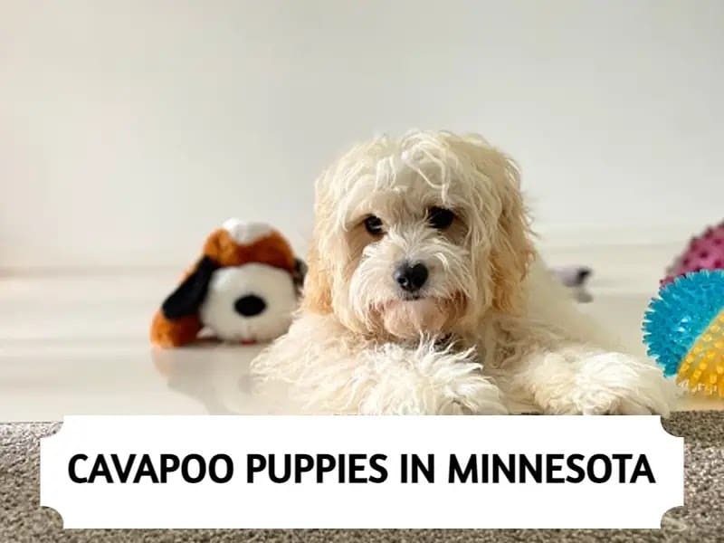 Cavapoo Puppies in Minnesota