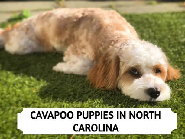 Cavapoo Puppies in North Carolina