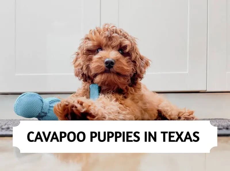 Cavapoo Puppies in Texas