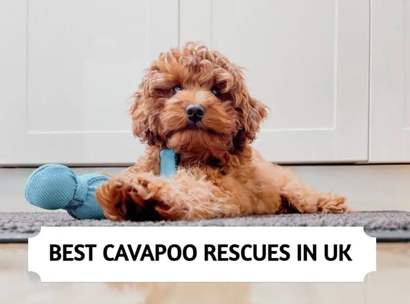 Cavapoo Rescues in UK