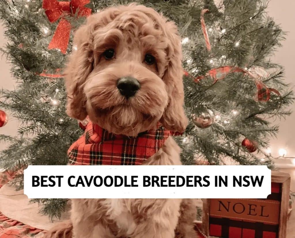 Cavoodle Breeders in New South Wales
