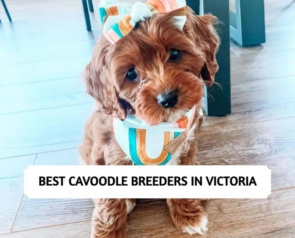 Cavoodle Breeders in Victoria