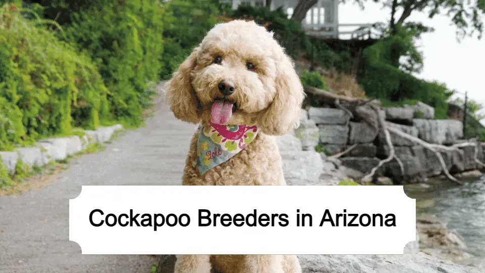 Cockapoo Breeders Arizona