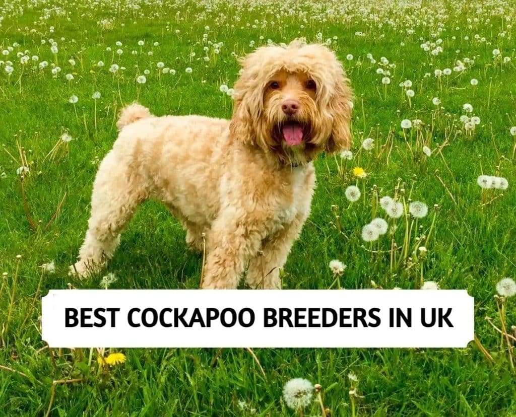 Cockapoo Breeders In UK