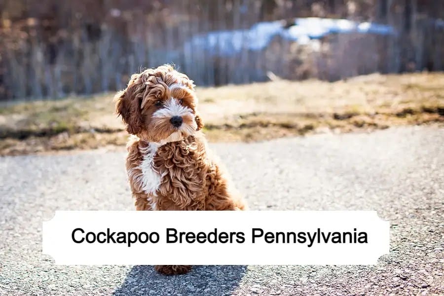 Cockapoo Breeders Pennsylvania