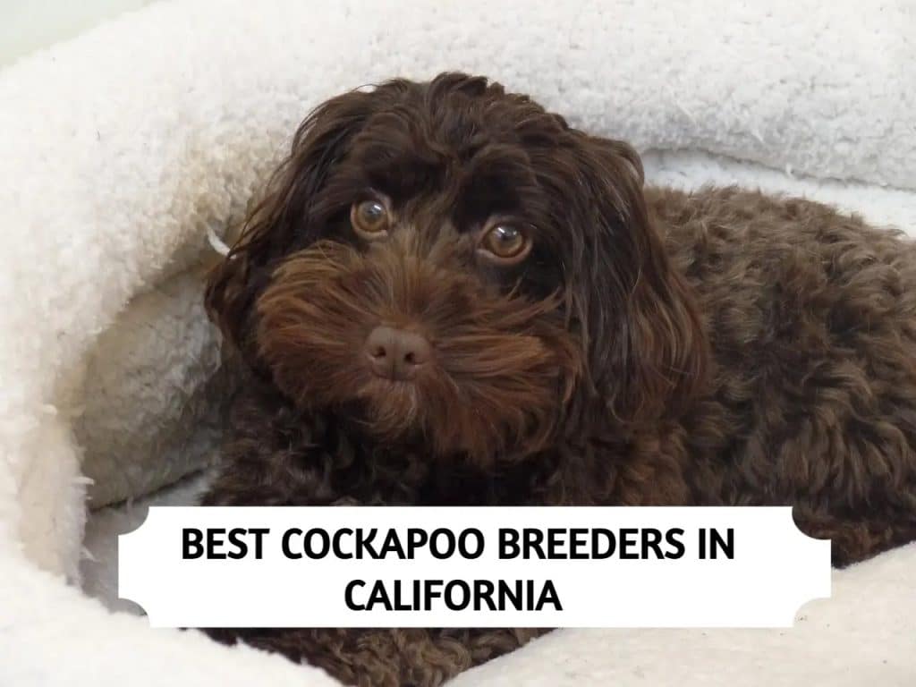 Cockapoo Breeders in California