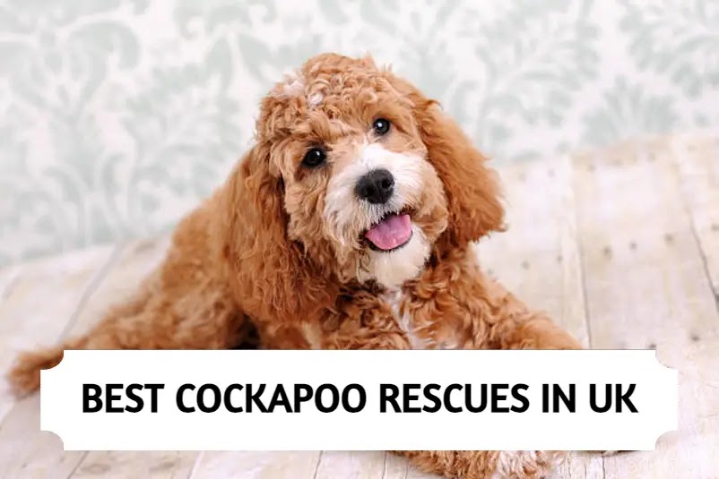 Cockapoo Rescues in UK
