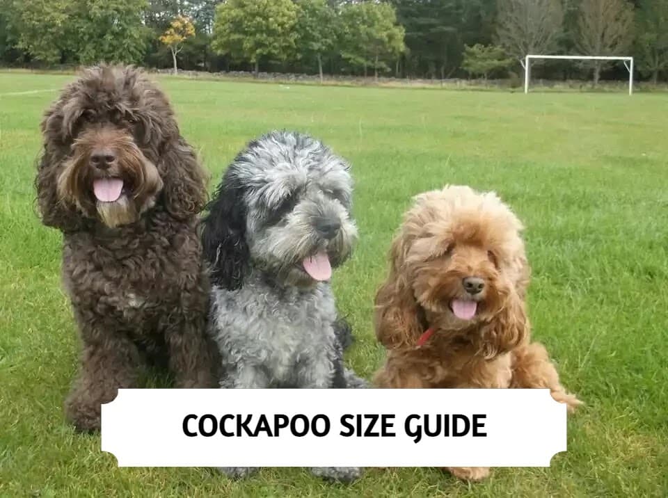 Cockapoo Size