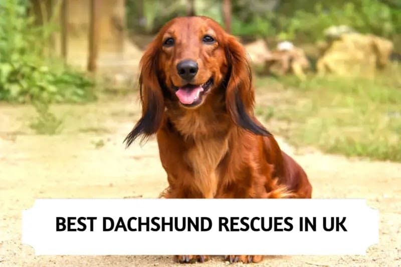 Dachshund Rescues In UK