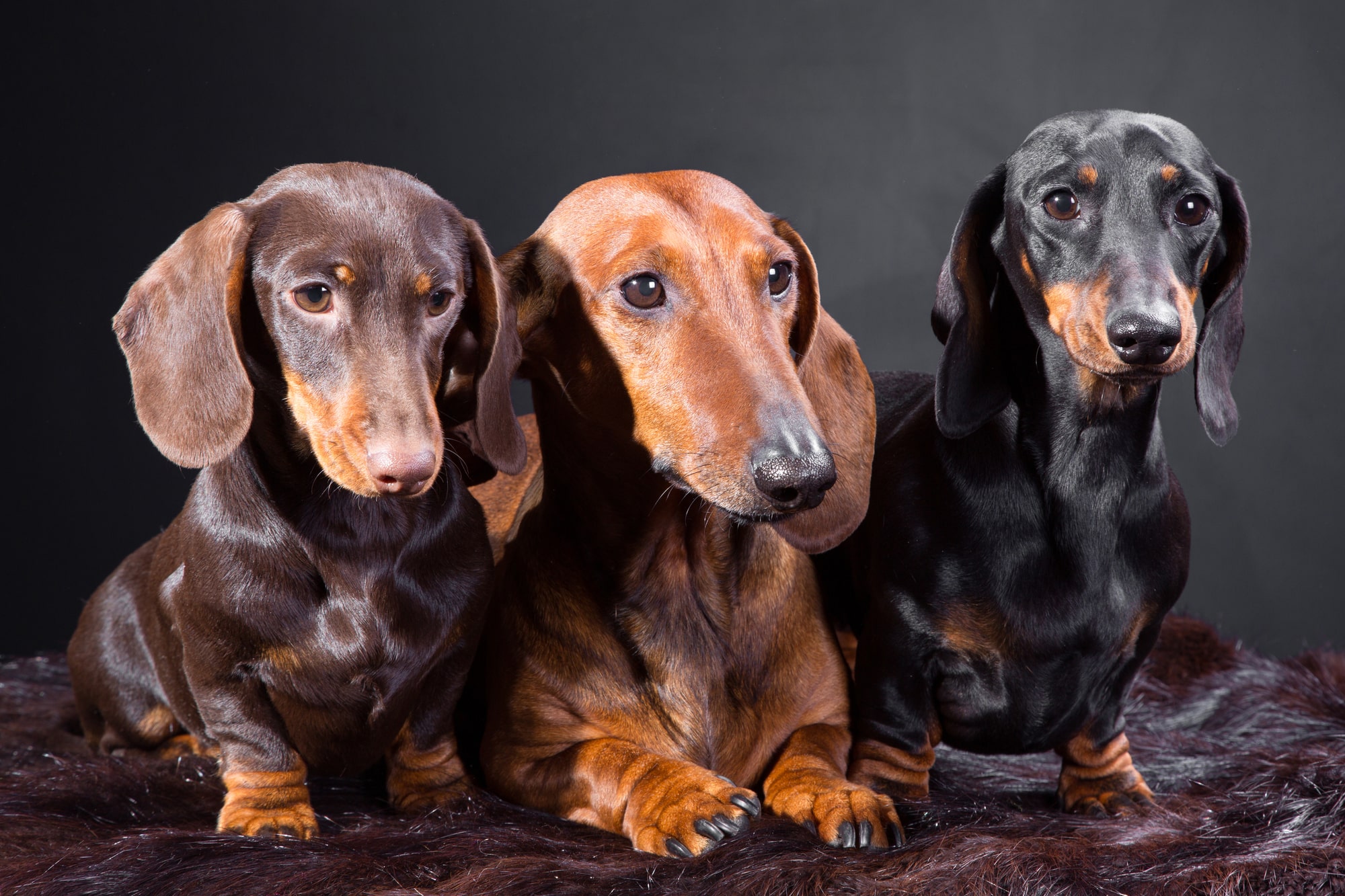 Dachshund dog