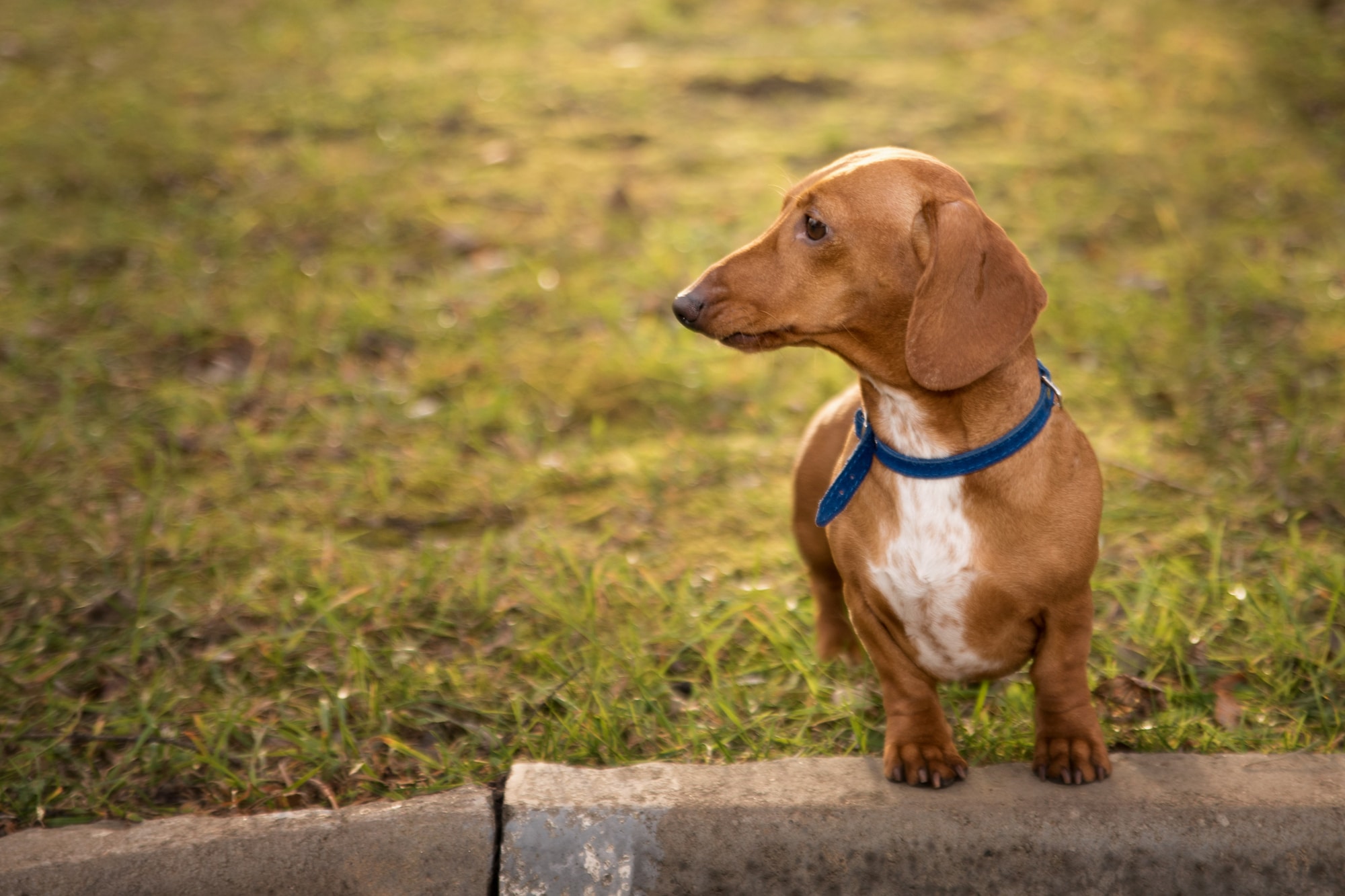 Dachshund dog