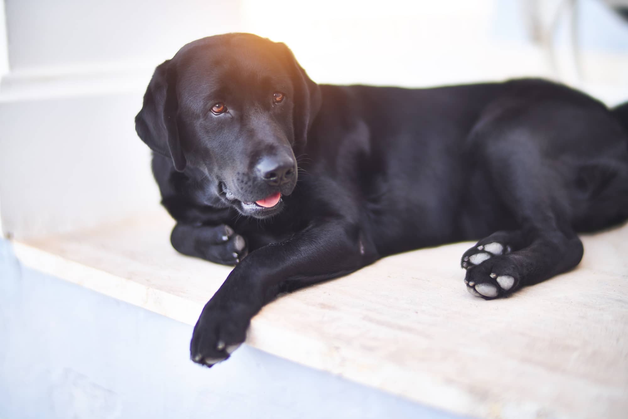 Labrador Retriever dog