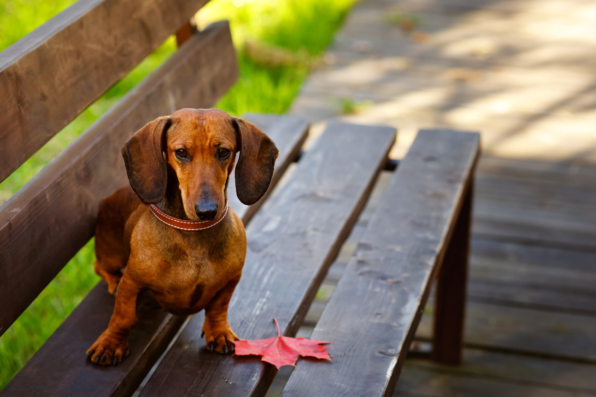 Dachshund dog