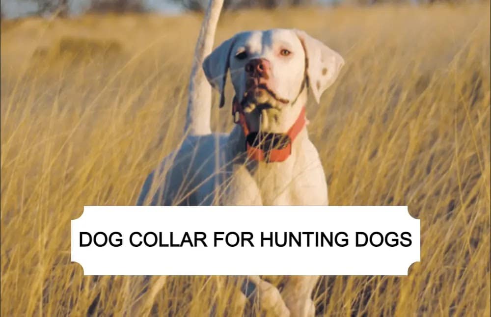 How Dog Collars can help you to Train Hunting Dogs
