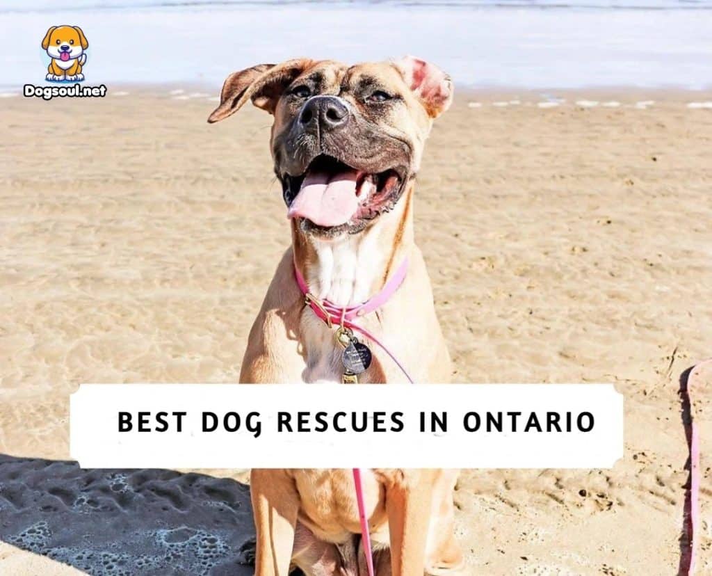 Dog Rescues In Ontario